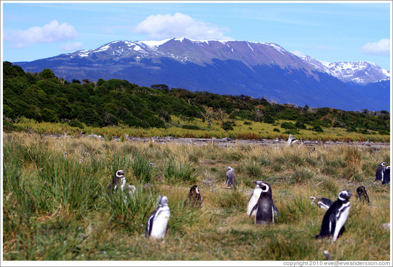 Magellanic Penguins in the tall grasses, with a blue mountain behind.