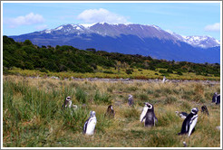 Magellanic Penguins in the tall grasses, with a blue mountain behind.