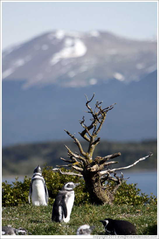 Magellanic Penguins by a small tree.