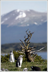 Magellanic Penguins by a small tree.