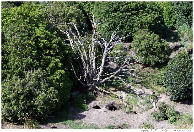 Magellanic Penguin burrow under a tree.