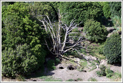 Magellanic Penguin burrow under a tree.