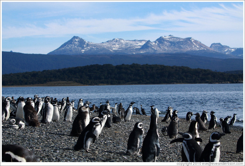 Magellanic Penguins.