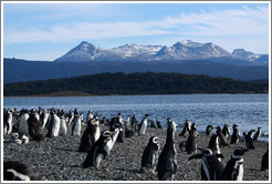 Magellanic Penguins.