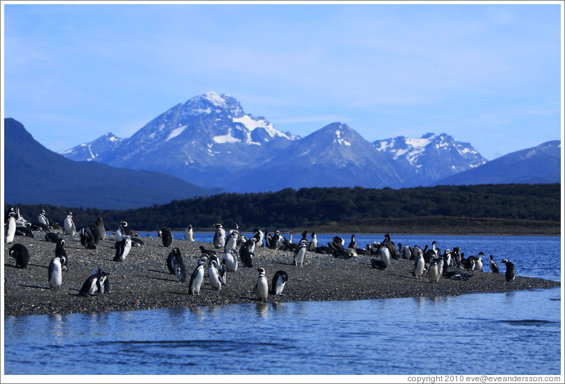 Magellanic Penguins.