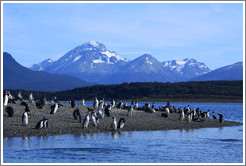 Magellanic Penguins.