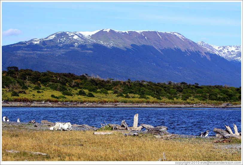 Blue mountain.  Some Magellanic Penguins are visible.