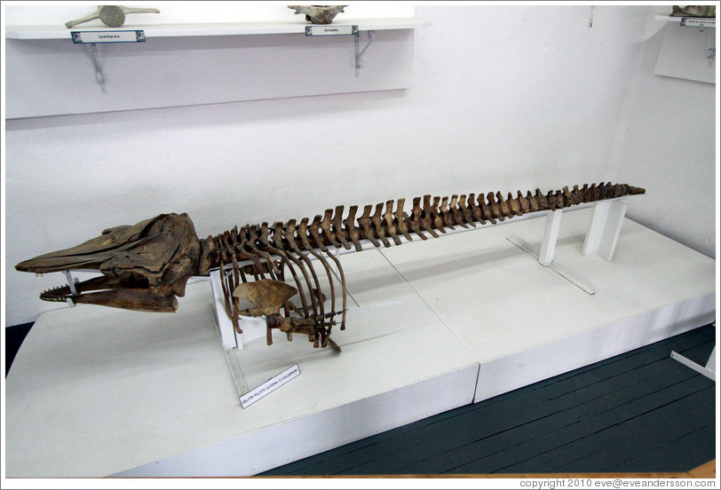 Pilot Whale (a.k.a. Calderon Dolphin) skeleton.  Museo Mar?mo de Ushuaia.