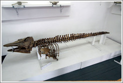 Pilot Whale (a.k.a. Calderon Dolphin) skeleton.  Museo Mar?mo de Ushuaia.