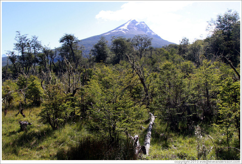 Bog and mountain.  Costera Sendero (Coastal Path).