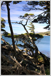 Bah?Ensenada and trees.  Costera Sendero (Coastal Path).