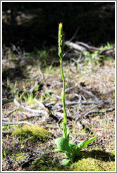 Yellow flower.  Costera Sendero (Coastal Path).