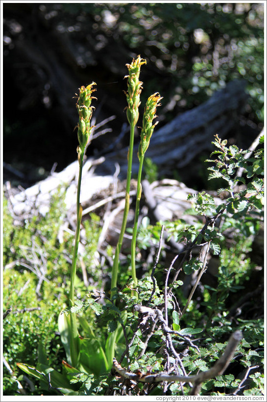 Yellow flowers.  Costera Sendero (Coastal Path).