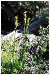 Yellow flowers.  Costera Sendero (Coastal Path).