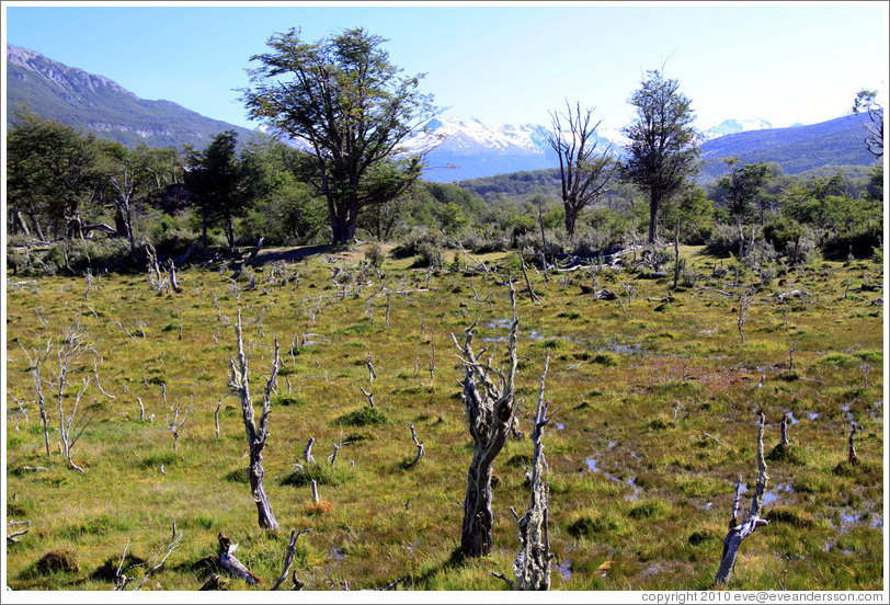 Peat bog.  Costera Sendero (Coastal Path).