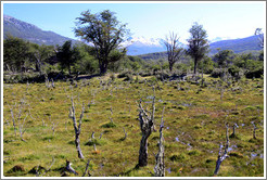 Peat bog.  Costera Sendero (Coastal Path).