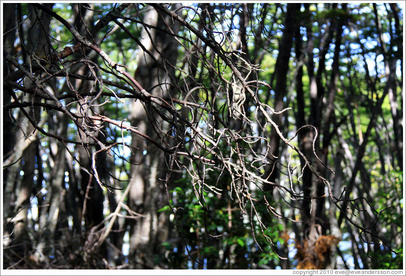 Tree branches.  Costera Sendero (Coastal Path).