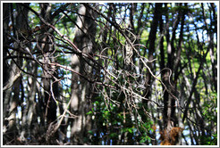 Tree branches.  Costera Sendero (Coastal Path).