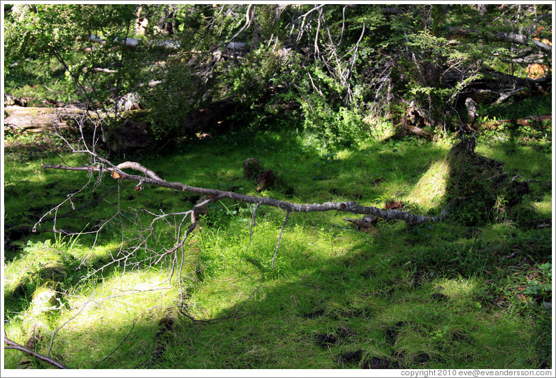 Fallen tree.  The dirt and roots have come up.  Costera Sendero (Coastal Path).