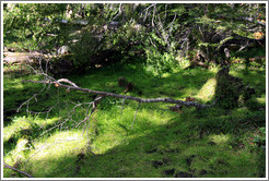 Fallen tree.  The dirt and roots have come up.  Costera Sendero (Coastal Path).