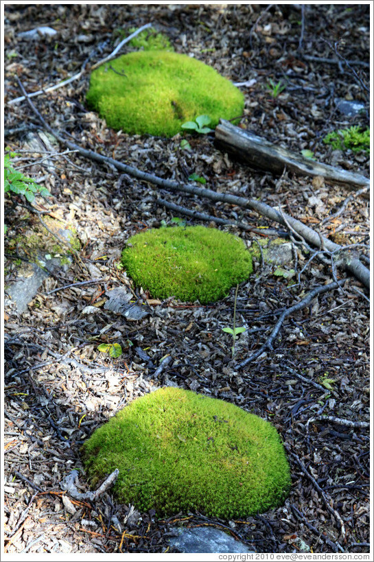 Three moss patches.  Costera Sendero (Coastal Path).