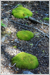 Three moss patches.  Costera Sendero (Coastal Path).