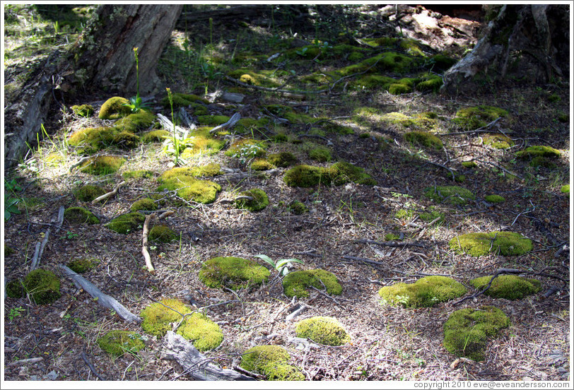 Moss patches.  Costera Sendero (Coastal Path).