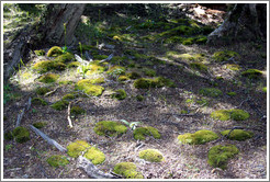 Moss patches.  Costera Sendero (Coastal Path).