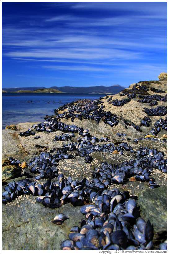 Purple sea shells and the Bah?Ensenada.  