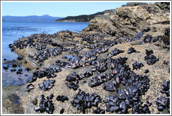 Purple sea shells and the Bah?Ensenada.  