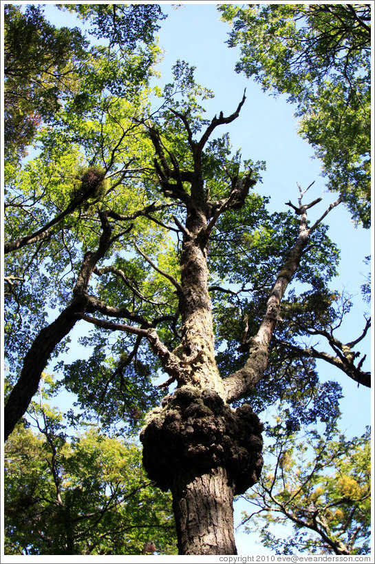 Tree.  Costera Sendero (Coastal Path).