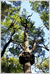 Tree.  Costera Sendero (Coastal Path).