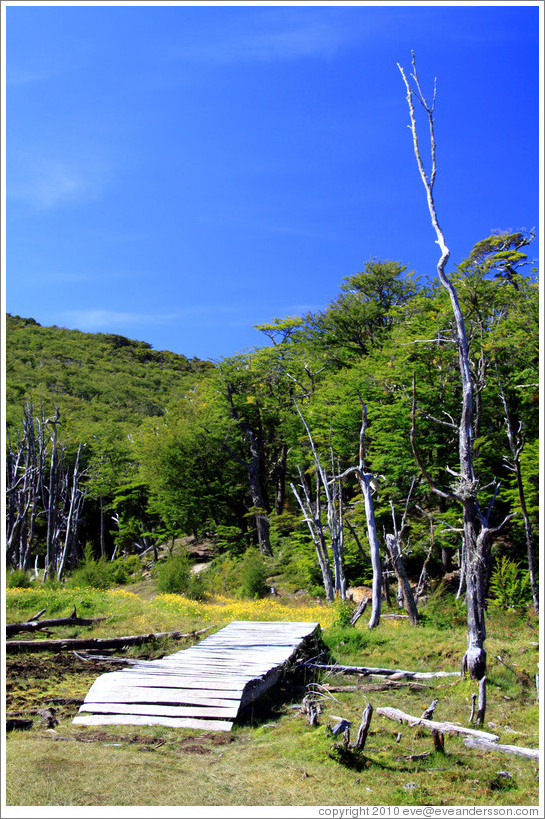 Bridge, Pampa Alta trail.