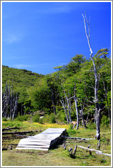 Bridge, Pampa Alta trail.