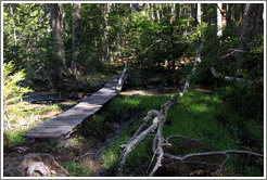 Bridge, Pampa Alta trail.