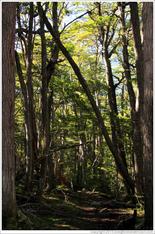 Trees, Pampa Alta trail.