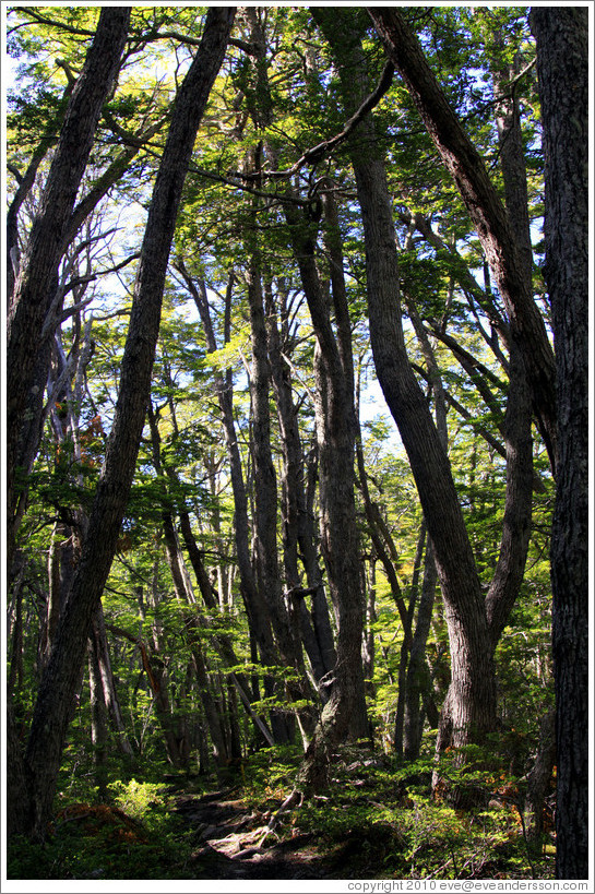 Trees, Pampa Alta trail.