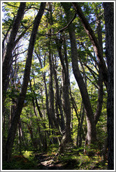 Trees, Pampa Alta trail.