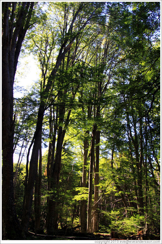 Trees, Pampa Alta trail.