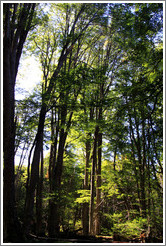 Trees, Pampa Alta trail.