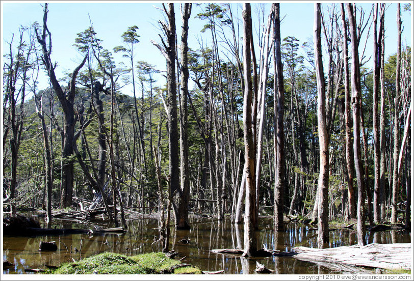 Trees in a bog, Pampa Alta trail.