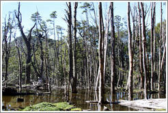 Trees in a bog, Pampa Alta trail.