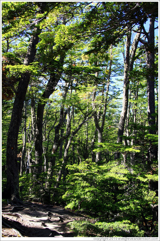 Trees, Pampa Alta trail.