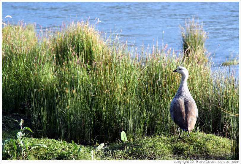 Goose.  Roca Lake.