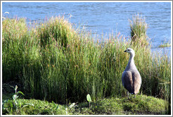 Goose.  Roca Lake.