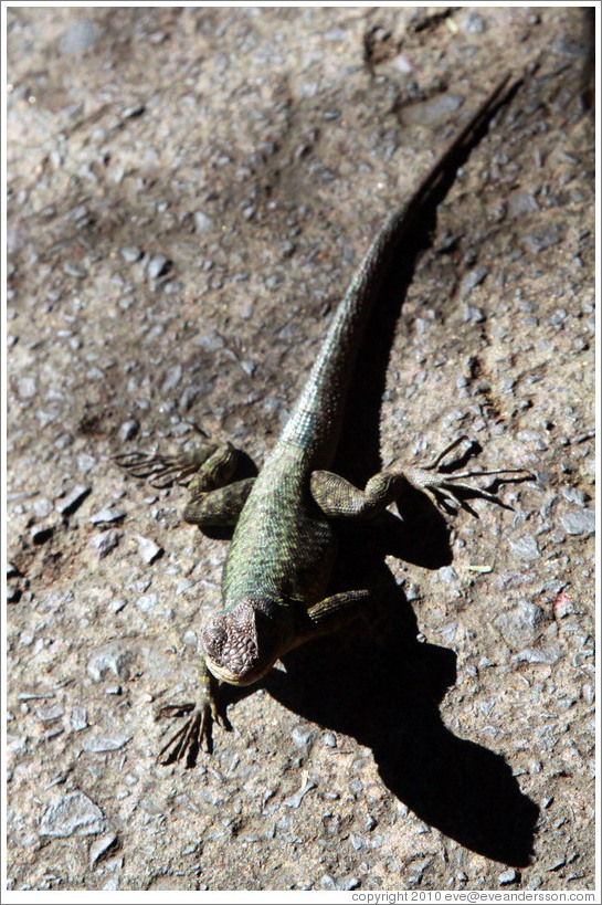 Lizard, Iguassu Falls, Brazil side.
