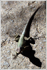Lizard, Iguassu Falls, Brazil side.