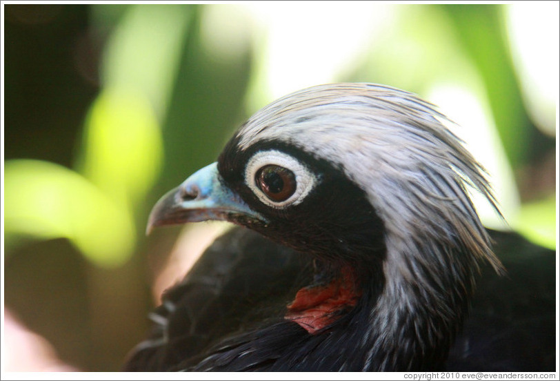 Black bird with blue beak and white crest, Foz Tropicana Bird Park.