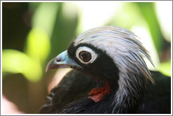 Black bird with blue beak and white crest, Foz Tropicana Bird Park.