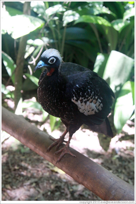 Black bird with blue beak and white crest, Foz Tropicana Bird Park.